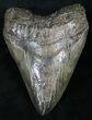 Monster Fossil Megalodon Tooth - Serrated #26514-1